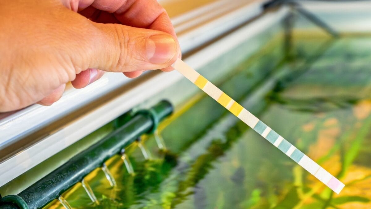 7 Facts About Aquarium Fish Most People Don't Know - testing fresh water ss2306504679