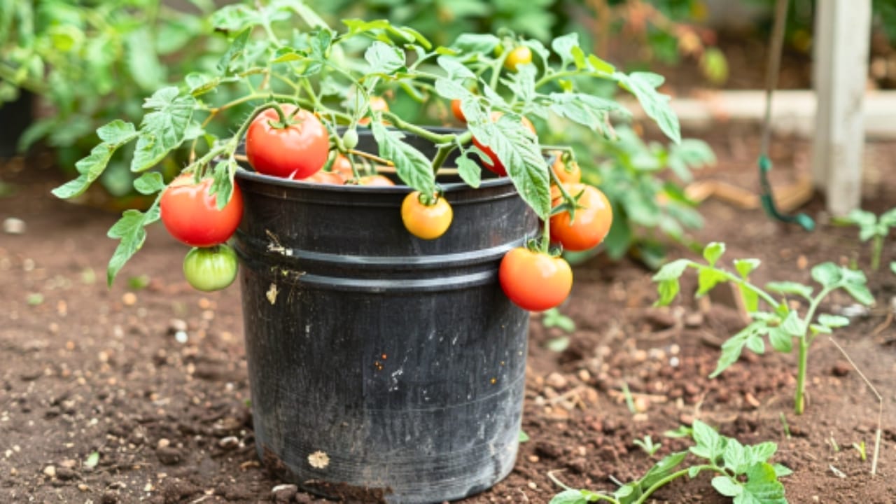 15 Delicious Foods You Can Grow in 5 Gallon Buckets - tomato bucket