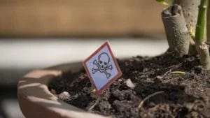 23 Poisonous Plants to Avoid & Their Health Impacts 1 23 Poisonous Plants to Avoid & Their Health Impacts - toxic plant ss2280378927