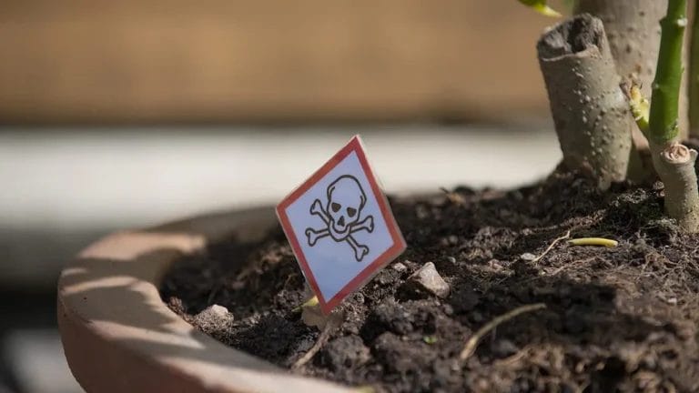 23 Poisonous Plants to Avoid & Their Health Impacts 6 23 Poisonous Plants to Avoid & Their Health Impacts - toxic plant ss2280378927