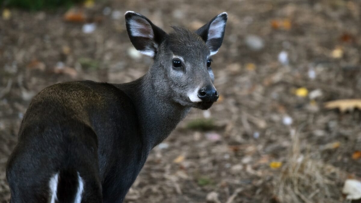 19 of the World's Weirdest Animals 11 19 of the World's Weirdest Animals - tufted deer ss360142604