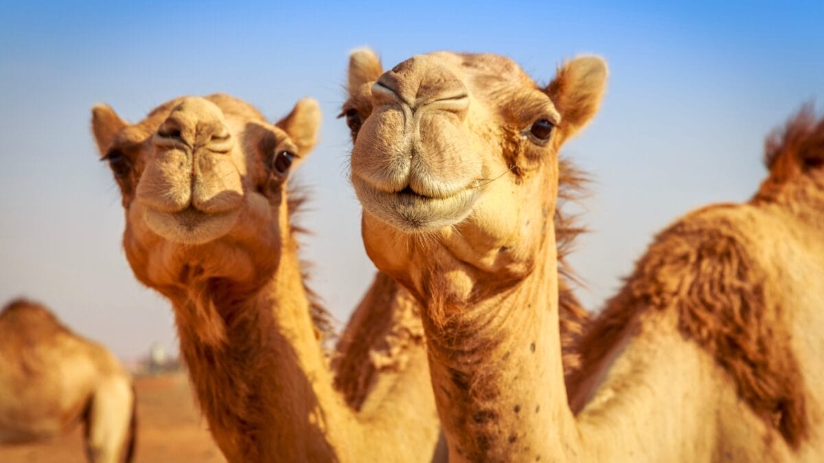 11 Remarkable Animals That Have Mastered Adaptation for Survival - two camels ss193318646
