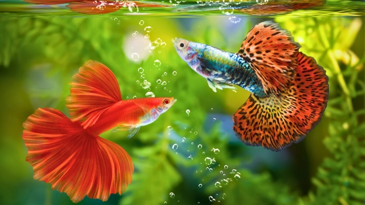 7 Facts About Aquarium Fish Most People Don't Know - two beta fish ss1810131757