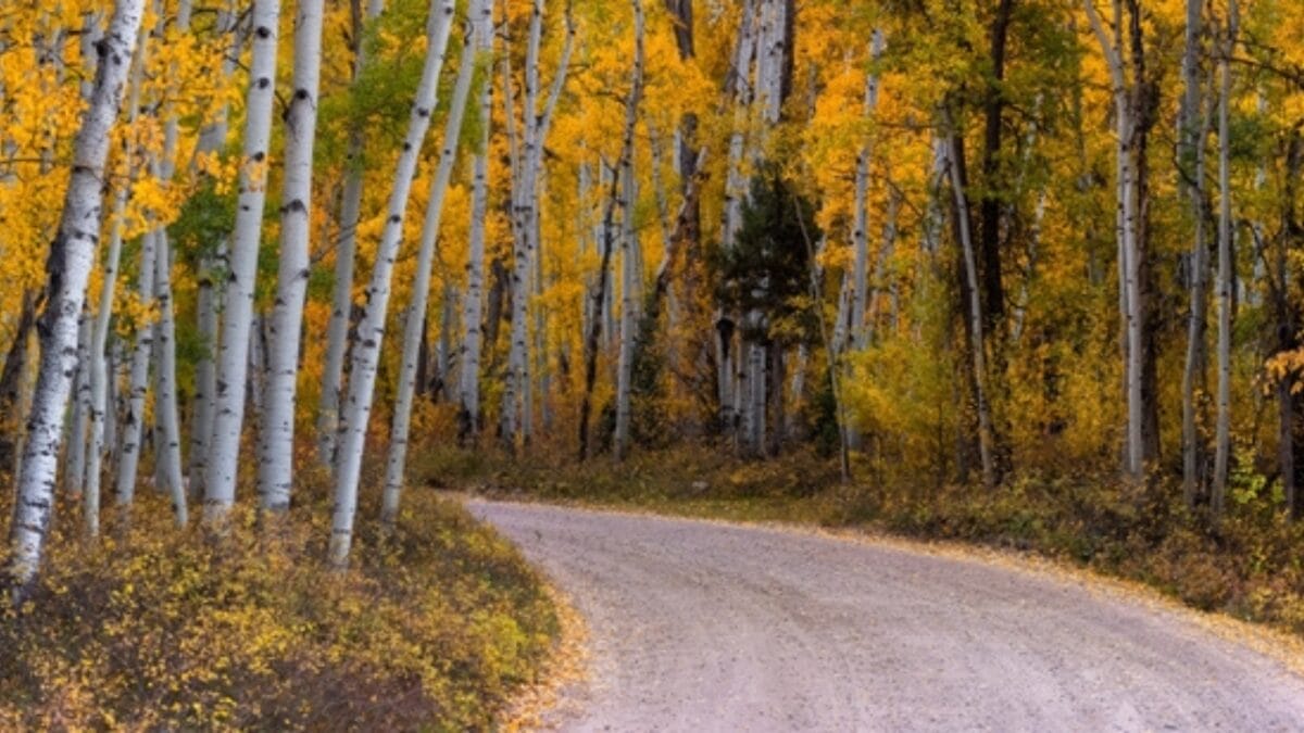 Watch Out for Scorpions in These 29 States - utah ss2191866103