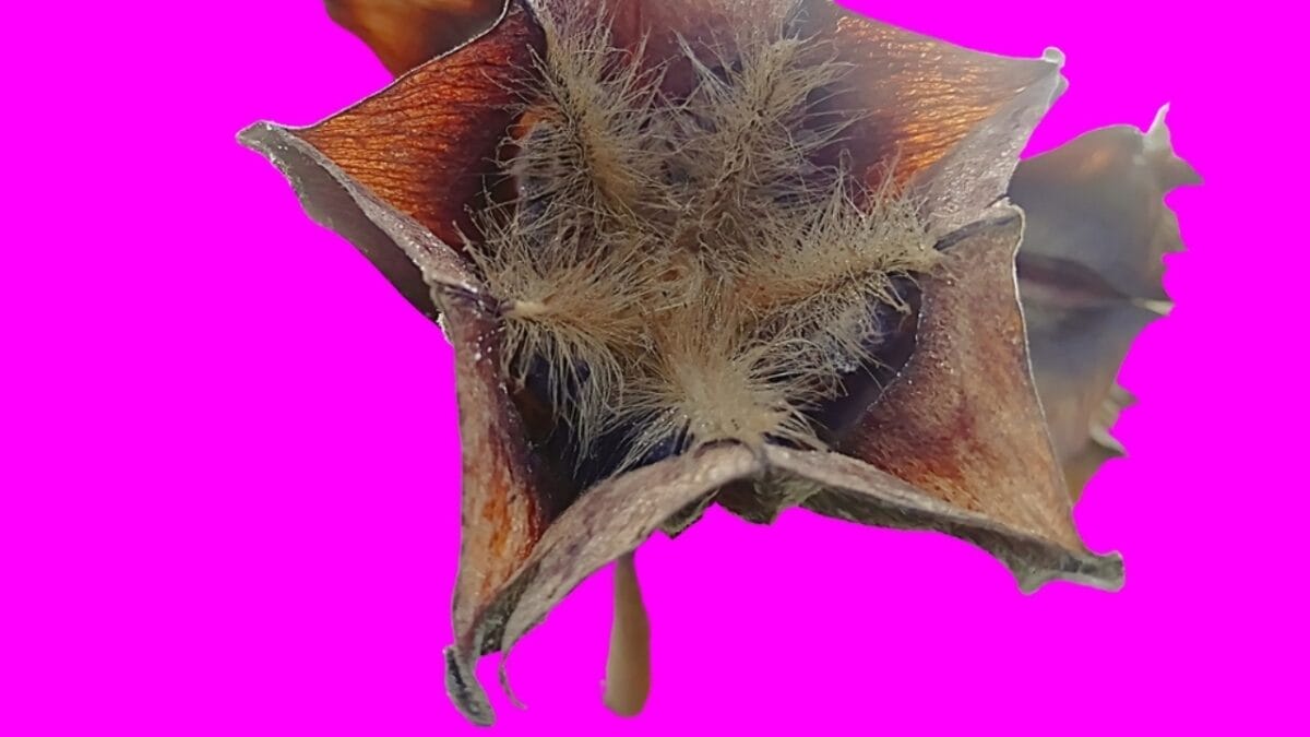 19 of the World's Weirdest Animals 13 19 of the World's Weirdest Animals - vampire squid ss2409566019