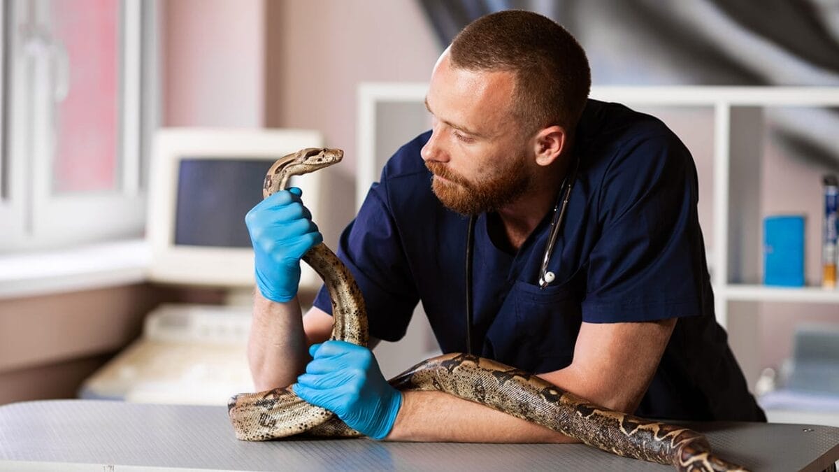 7 Scents That Could Be Luring Snakes Into Your Yard 10 7 Scents That Could Be Luring Snakes Into Your Yard - vet holding snake ss1451429174