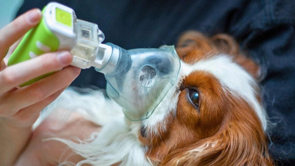Could Your Dog be Allergic to Chicken? 4 Signs to Look For 5 Could Your Dog be Allergic to Chicken? 4 Signs to Look For - vet placing an oxygen mask on a dog ss1862562592