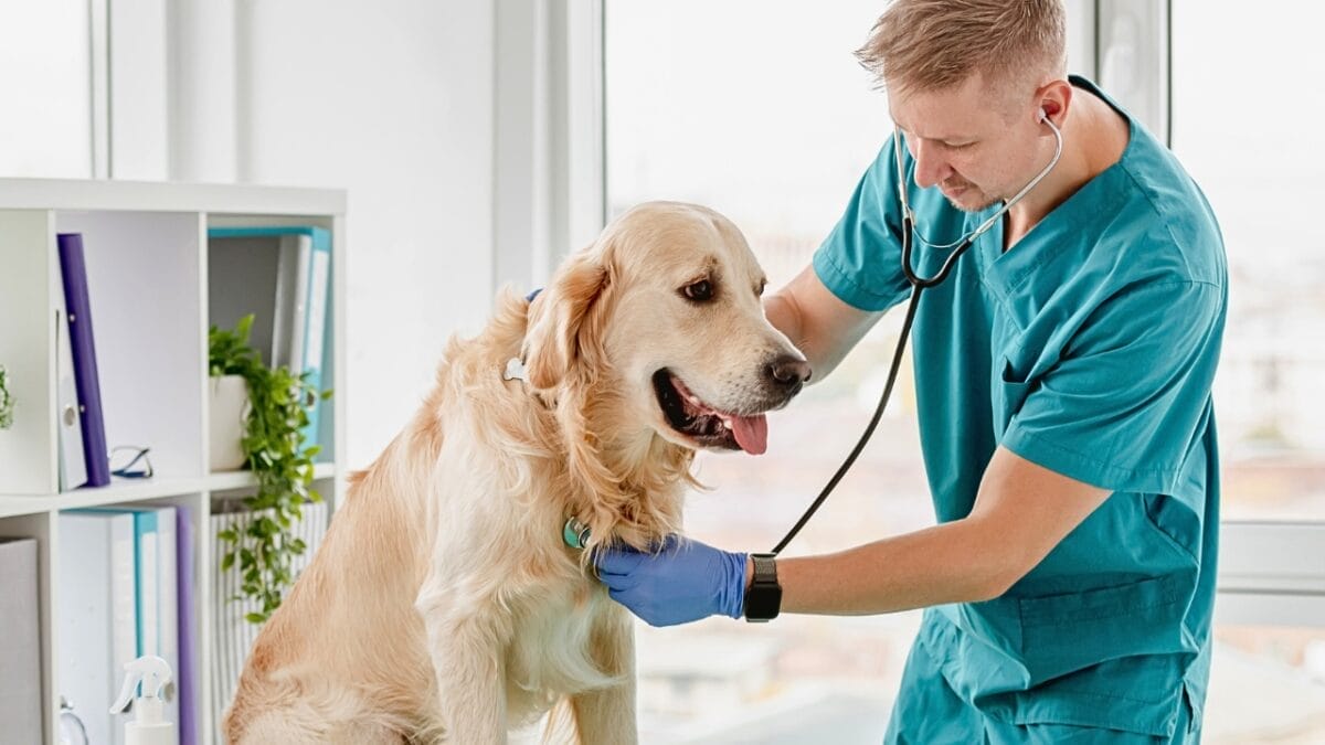 The Houseplant Palm That Poses a Serious Threat to Your Dog 9 The Houseplant Palm That Poses a Serious Threat to Your Dog - vet using stethoscope on a dog ss1925458988