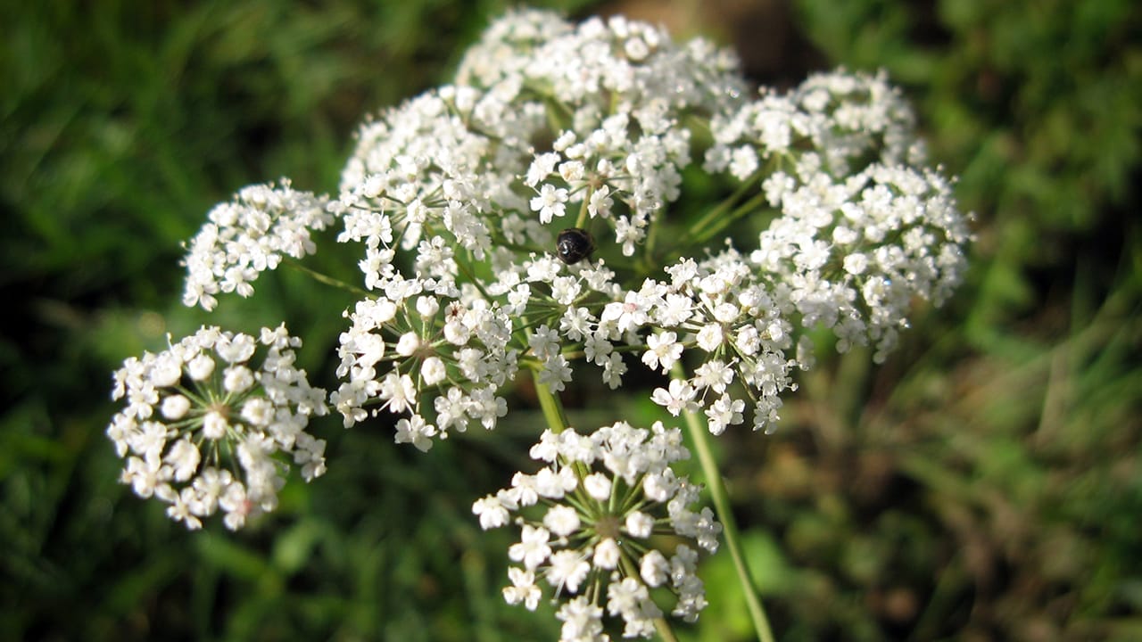23 Poisonous Plants to Avoid & Their Health Impacts 7 23 Poisonous Plants to Avoid & Their Health Impacts - water hemlock ss1516993841