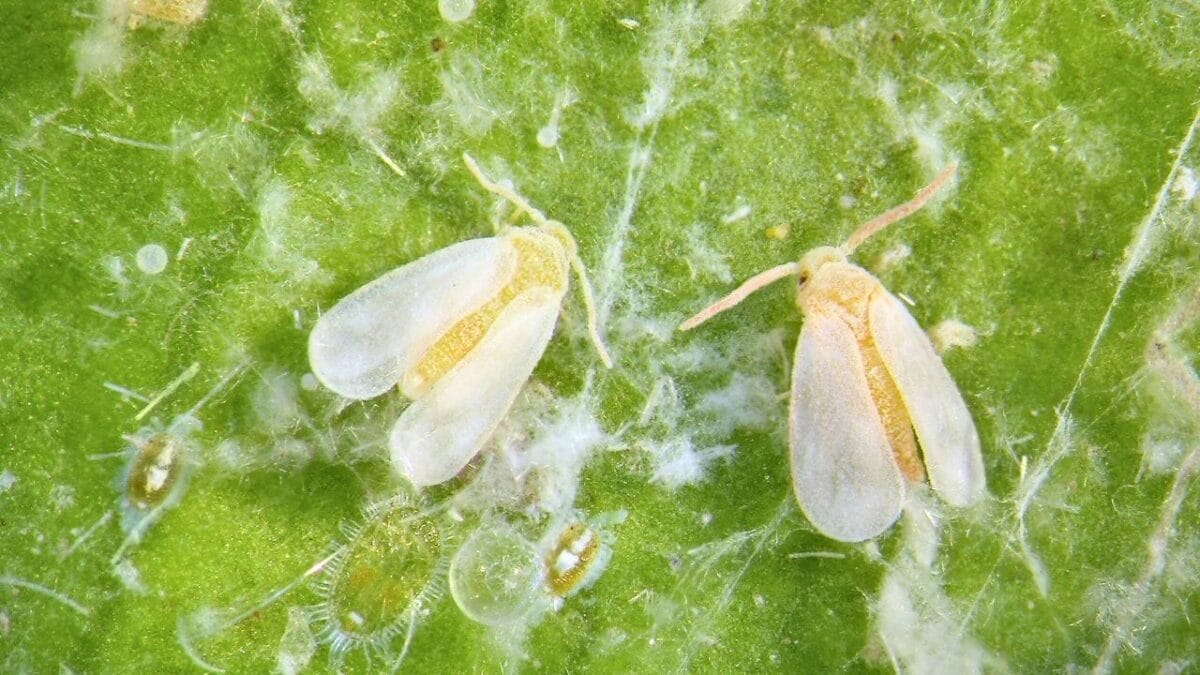 10 Worst Garden Pests & How to Get Rid of Them for Good 7 10 Worst Garden Pests & How to Get Rid of Them for Good - whiteflies ss2006561564