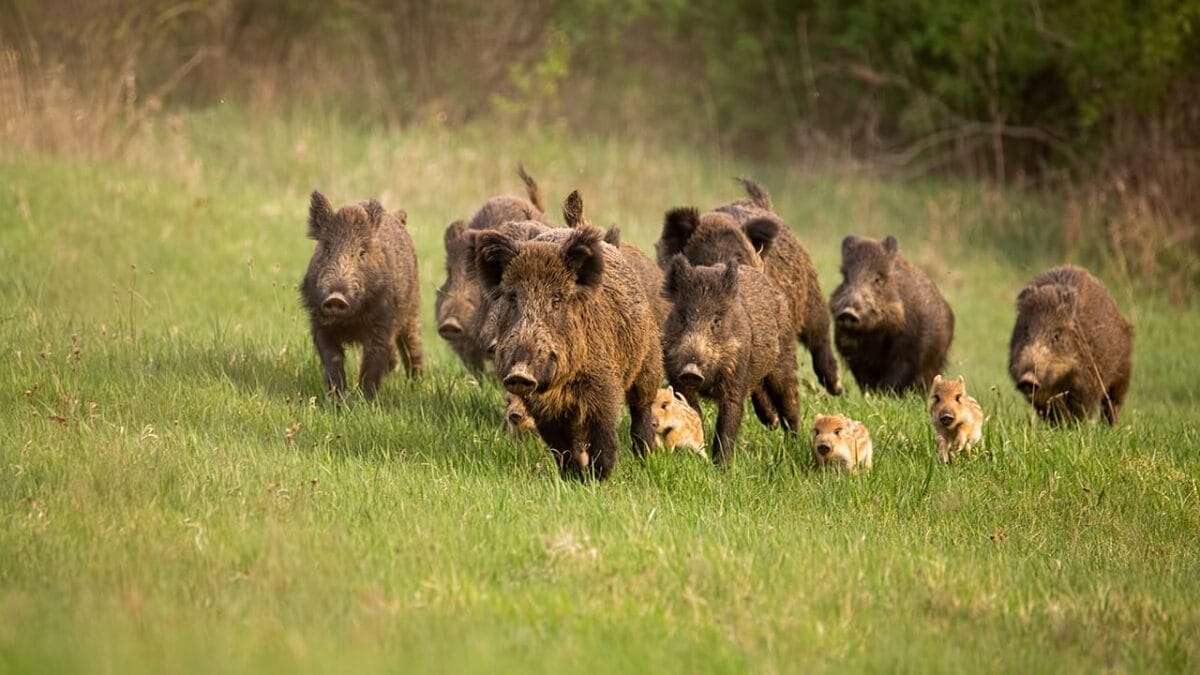 5 Spine-Chilling Creatures in North America You Never Want to Meet 6 5 Spine-Chilling Creatures in North America You Never Want to Meet - wild boars ss1253589994