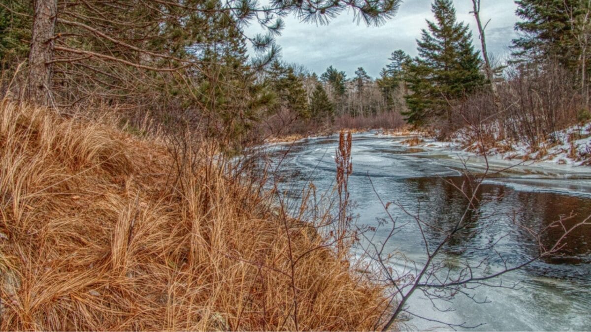 20 Top Locations to Spot Foxes Across the USA 11 20 Top Locations to Spot Foxes Across the USA - wisconsin ss1615716490