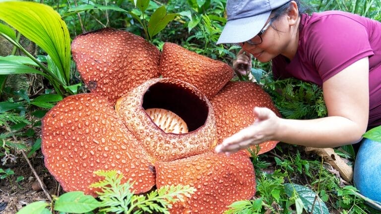 The World’s Largest Flower Smells So Rotten 7 Rafflesia