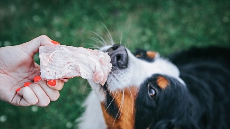 Could Your Dog be Allergic to Chicken? 4 Signs to Look For 10 Could Your Dog be Allergic to Chicken? 4 Signs to Look For - woman feeding a dog with chicken ss1762942808