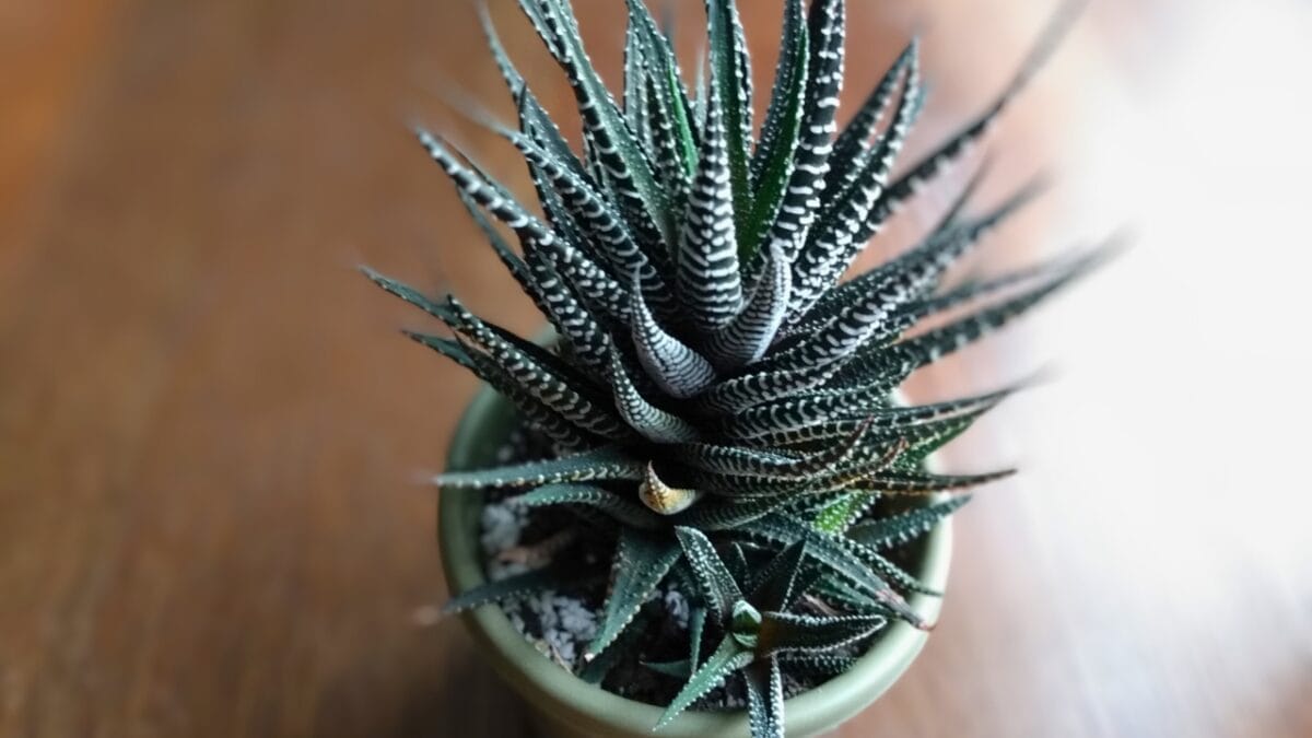 How to Grow & Care for Zebra Plants (Haworthiopsis attenuata) 6 How to Grow & Care for Zebra Plants (Haworthiopsis attenuata) - zebra plant