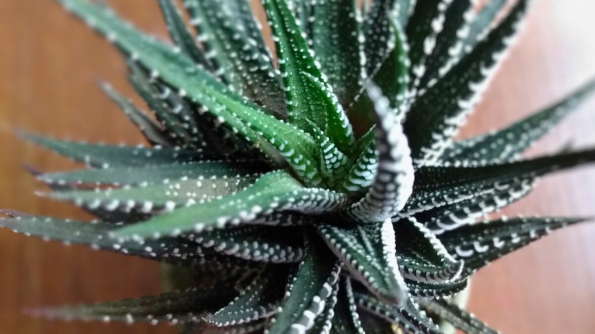 How to Grow & Care for Zebra Plants (Haworthiopsis attenuata) 2 How to Grow & Care for Zebra Plants (Haworthiopsis attenuata) - zebra plant