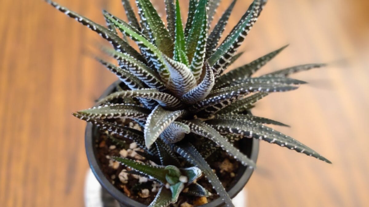 How to Grow & Care for Zebra Plants (Haworthiopsis attenuata) - zebra plant 2