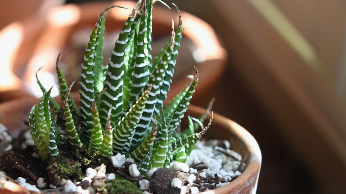How to Grow & Care for Zebra Plants (Haworthiopsis attenuata) - zebra plant s1502833475