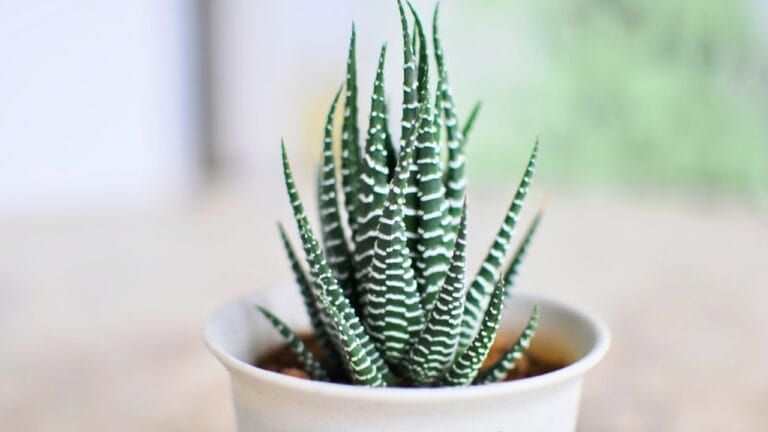 How to Grow & Care for Zebra Plants (Haworthiopsis attenuata) - zebra plant ss2040022685