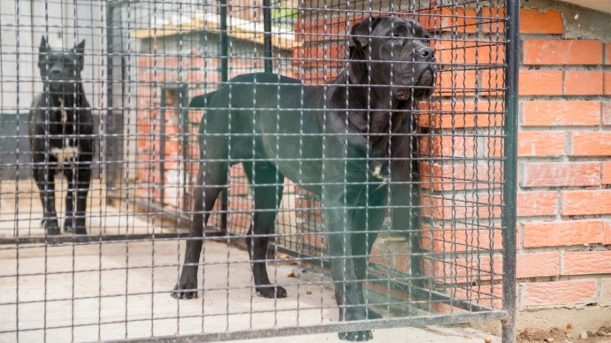 6 Reasons a Cane Corso Might Not Be the Right Pet For You 3 6 Reasons a Cane Corso Might Not Be the Right Pet For You - 53