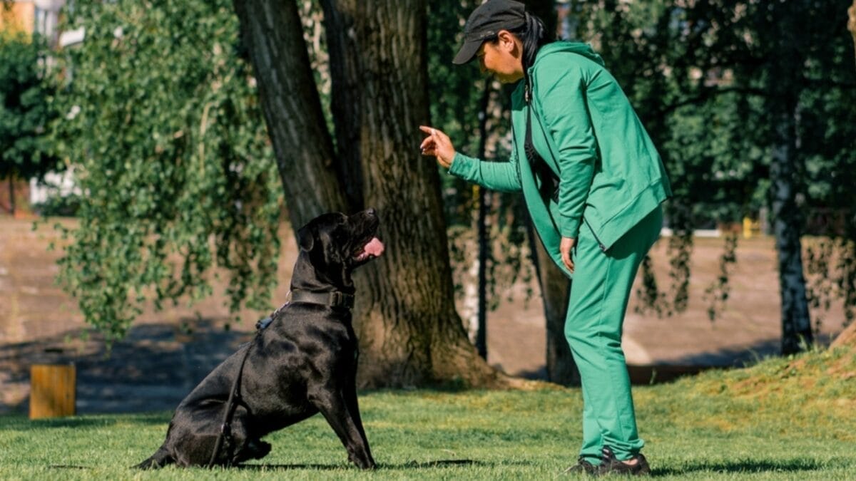 6 Reasons a Cane Corso Might Not Be the Right Pet For You 5 6 Reasons a Cane Corso Might Not Be the Right Pet For You - 54