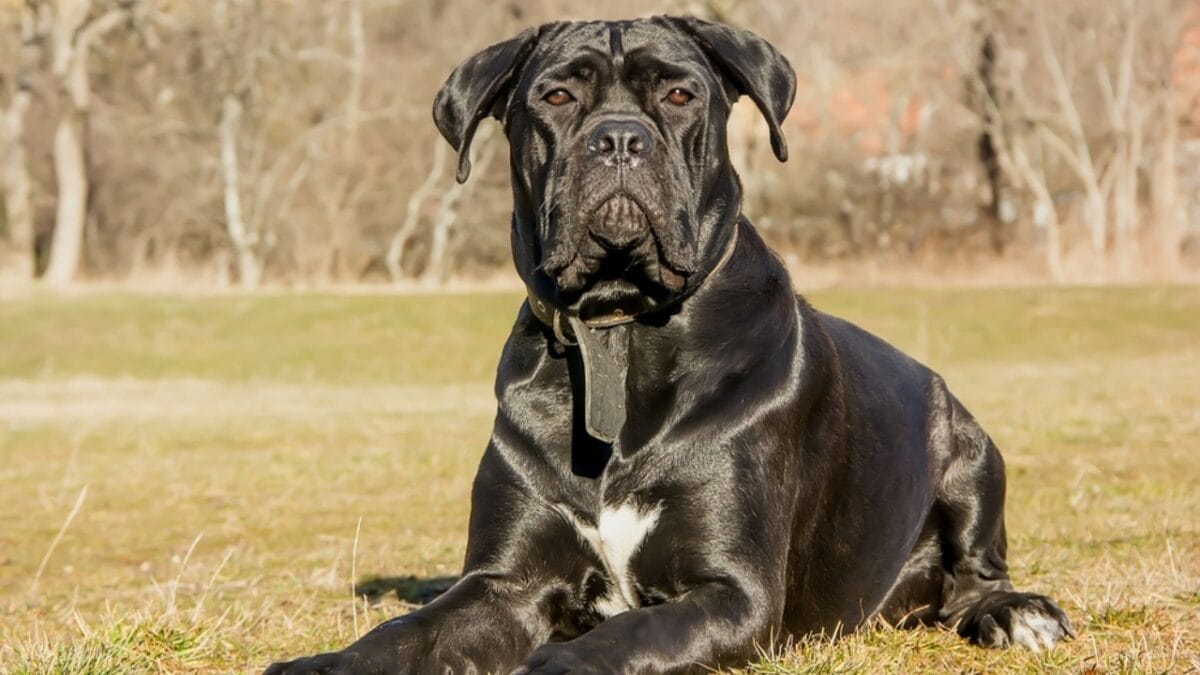 10 Breeds That Make the Best Guard Dogs - 55