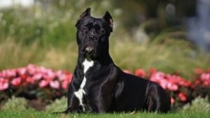 6 Reasons a Cane Corso Might Not Be the Right Pet For You 1 6 Reasons a Cane Corso Might Not Be the Right Pet For You - 56