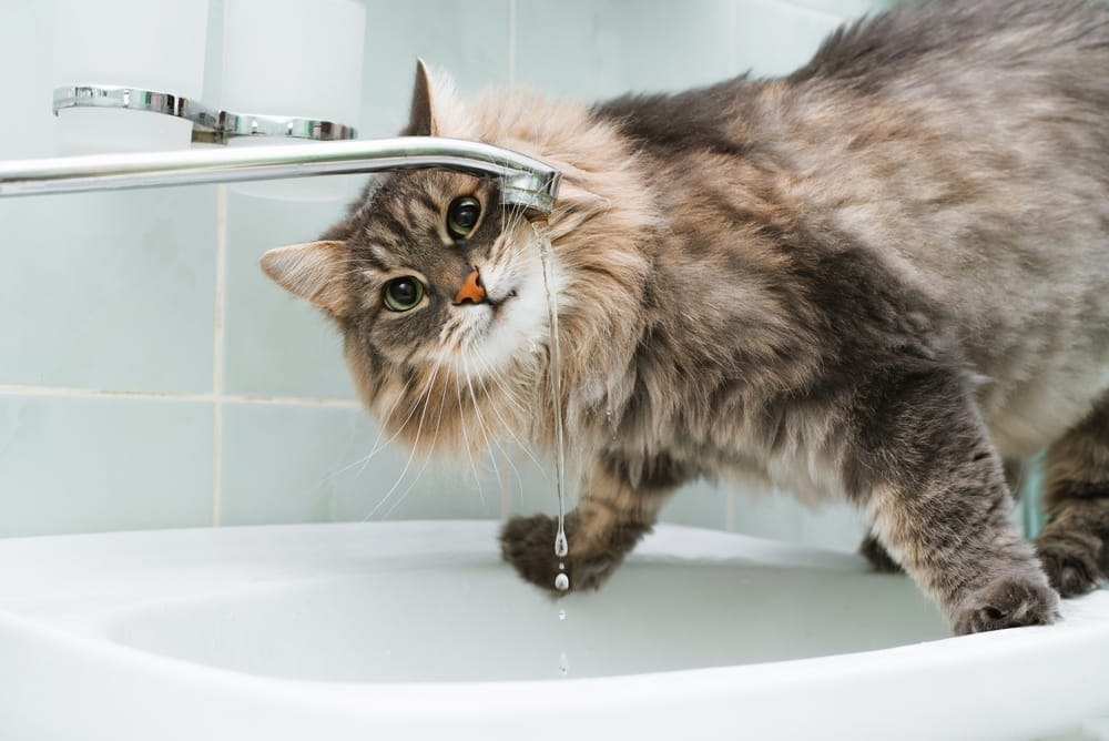 Most People Get It Wrong About Cats & Water—Here’s What's True - 742