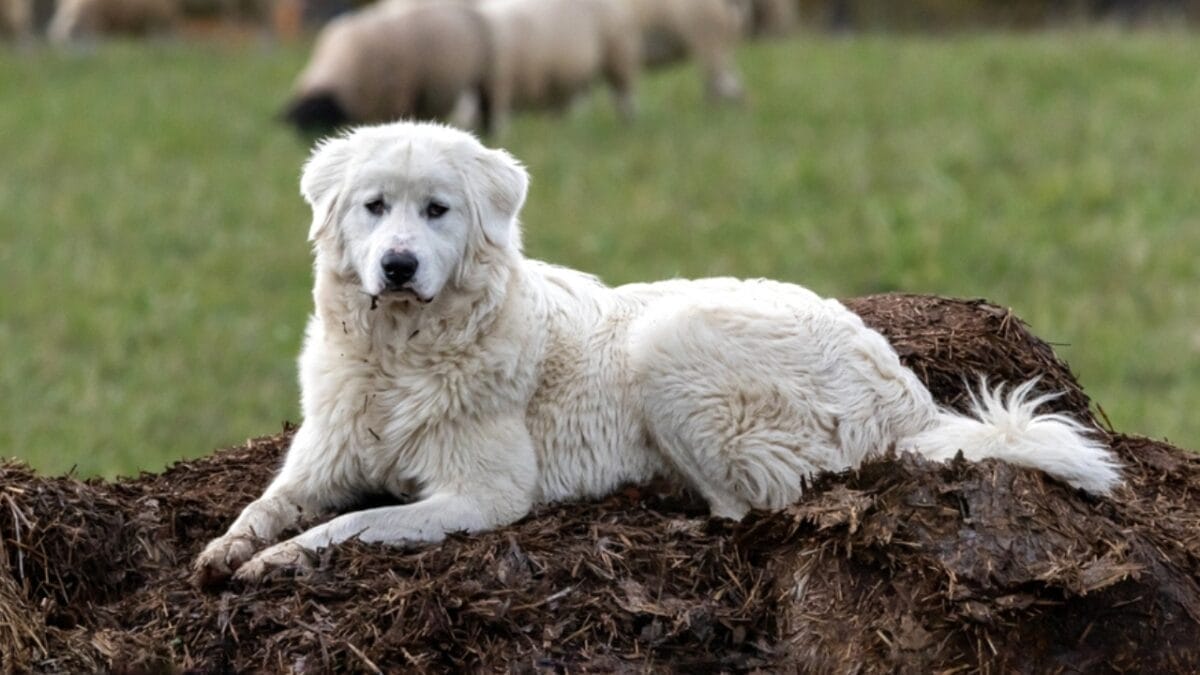 Dog Breeds: All Types from Small to Giant, Personalities & Characteristics 129 Dog Breeds: All Types from Small to Giant, Personalities & Characteristics - A Maremma guardian sheepdog ss2391087993