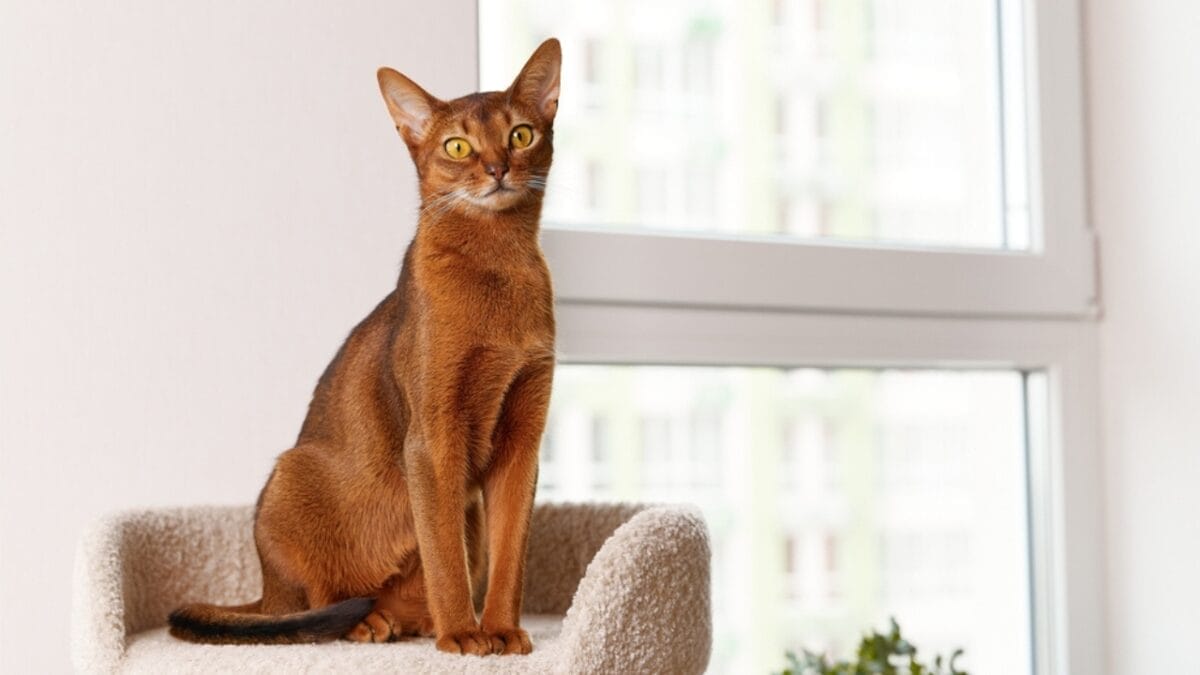 16 of The Most Eye-Catching Brown Cat Breeds - Abyssinian ss2079339325