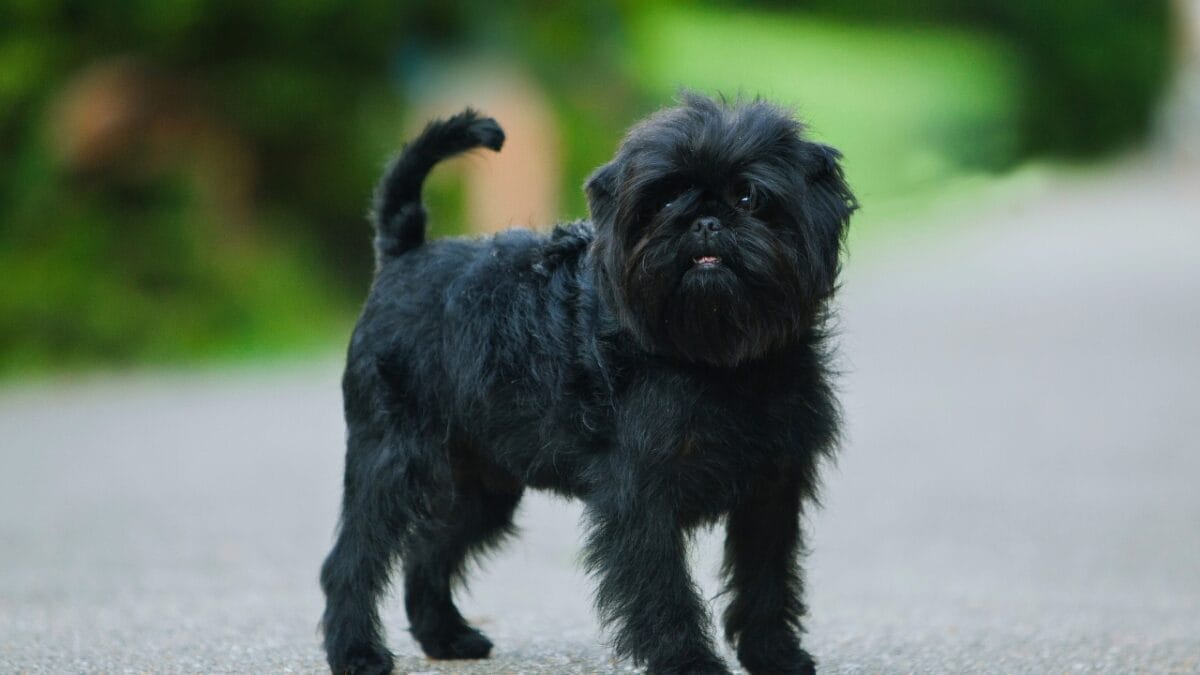 Pet Allergies? No Worries With These Small Dog Breeds That Don't Shed - Affenpinscher ss2387434061