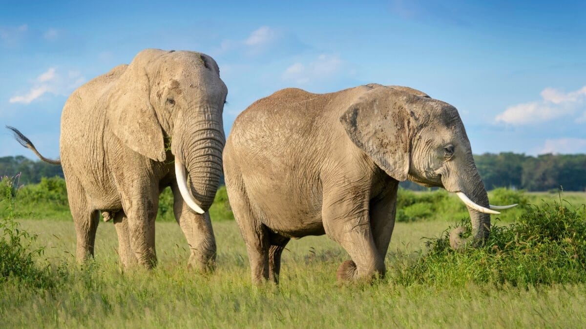 11 Remarkable Animals That Have Mastered Adaptation for Survival - African Elephant ss1933767818