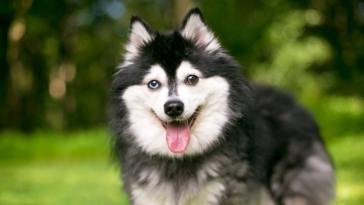 25 Dog Breeds for Those Who Love the Weird & Wonderful - Alaskan Klee Kai ss1009982515