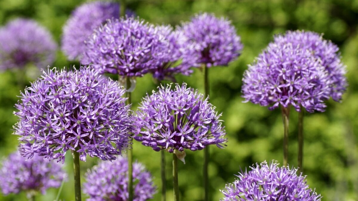 7 Best Plants to Deter Squirrels From Your Garden 3 7 Best Plants to Deter Squirrels From Your Garden - Allium giganteum ss167420255