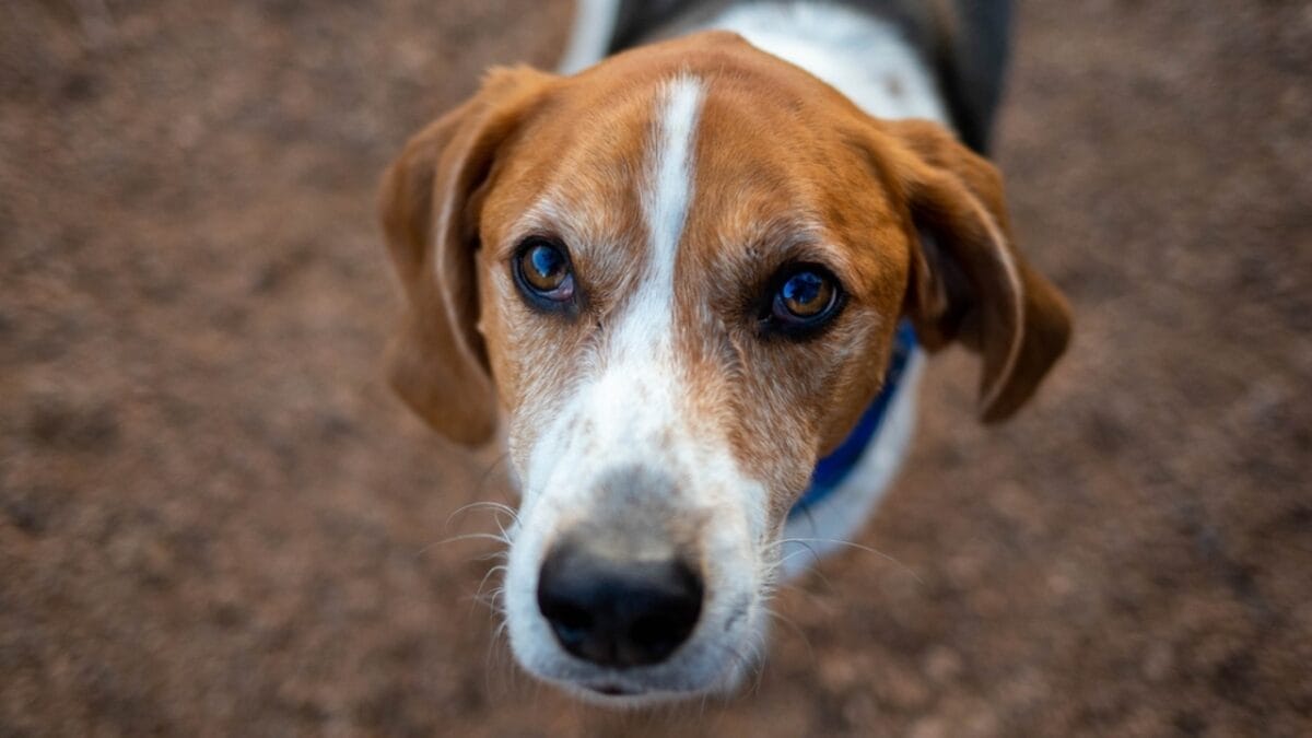 10 Dog Breeds with the Best Noses 10 10 Dog Breeds with the Best Noses - American Foxhound ss2292484519