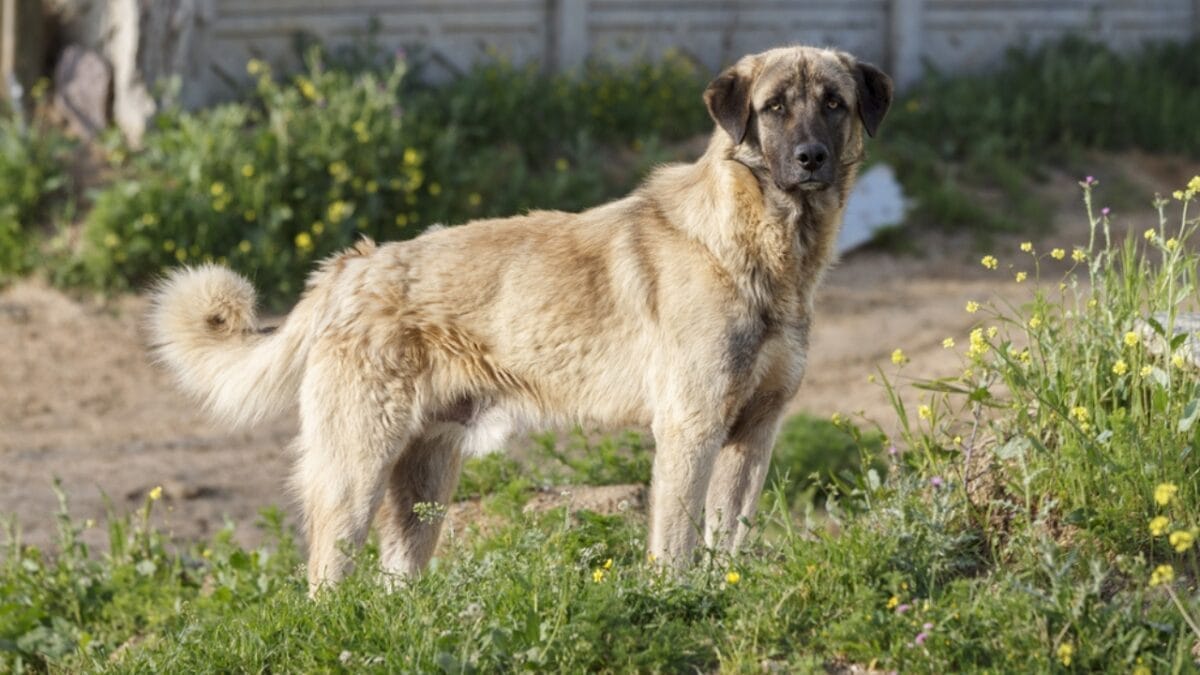 23 Dog Breeds That Could Be Lifesavers in a Zombie Apocalypse - Anatolian Shepherd Dog ss264290336
