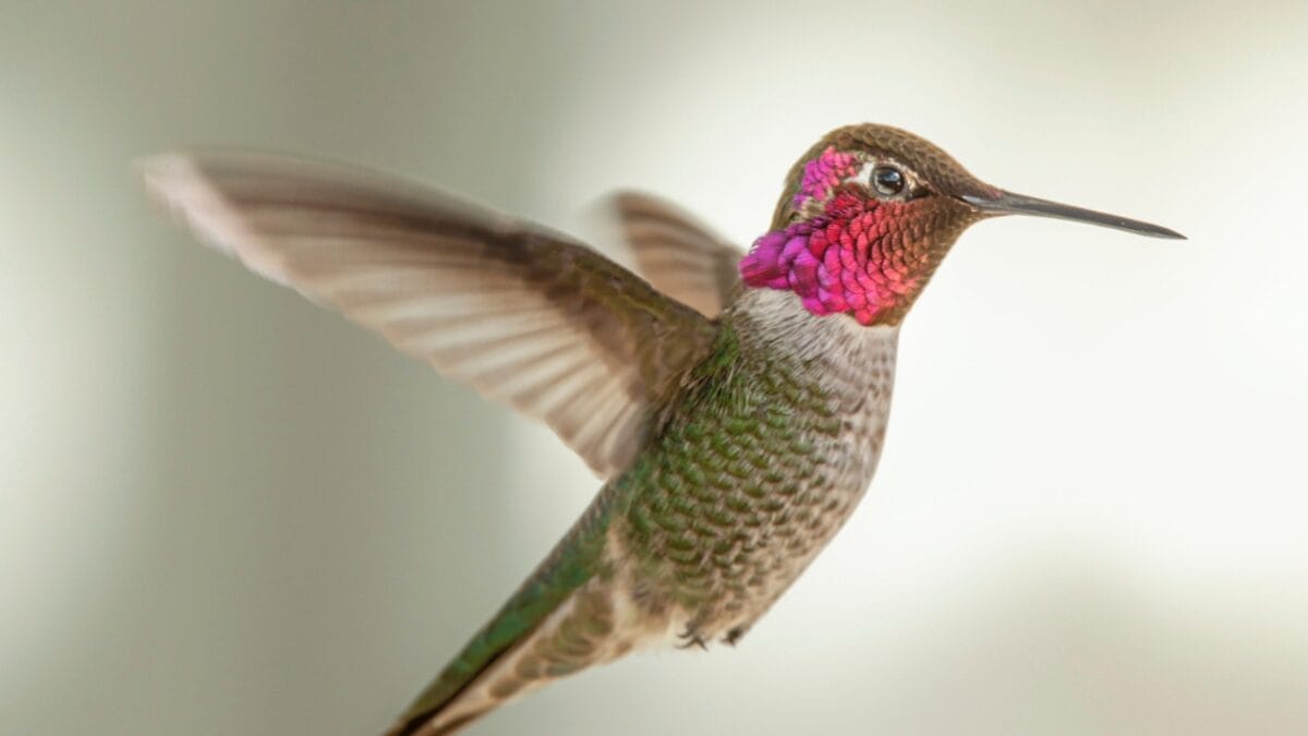 15 Birds That Take Flight at Record-Breaking Speeds - Annas Hummingbird ss1684169140