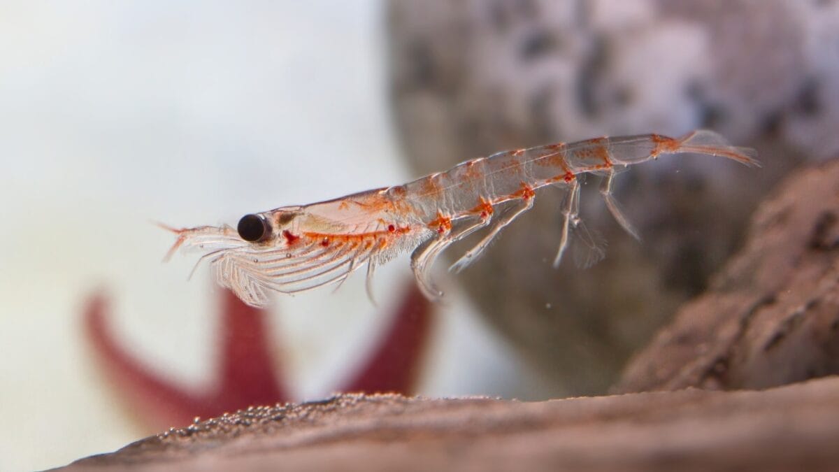 14 of the Toughest Animals on Earth: The Ultimate Survivors 9 14 of the Toughest Animals on Earth: The Ultimate Survivors - Antarctic Krill ss210654610