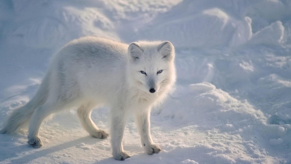 11 Remarkable Animals That Have Mastered Adaptation for Survival - Arctic Fox ss121632652
