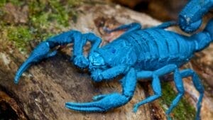 Watch Out for Scorpions in These 29 States 1 Watch Out for Scorpions in These 29 States - Asian Blue Forest Scorpion ss2420198183