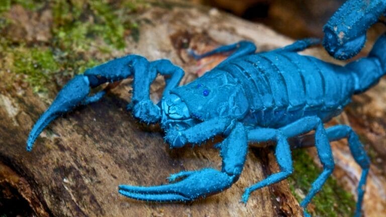Watch Out for Scorpions in These 29 States - Asian Blue Forest Scorpion ss2420198183