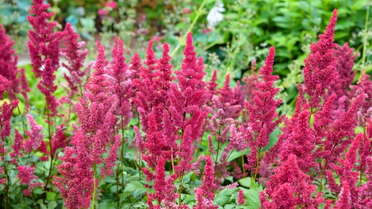 15 Perennials to Divide & Transplant This November for a Fuller Spring Garden 15 15 Perennials to Divide & Transplant This November for a Fuller Spring Garden - Astilbe ss2331571317