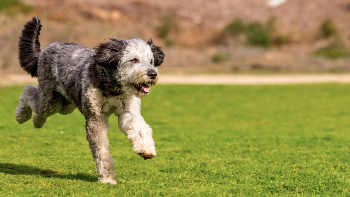 15 Doodle Dog Breeds Taking the Pet World by Storm 6 15 Doodle Dog Breeds Taking the Pet World by Storm - Aussiedoodle ss1278428131