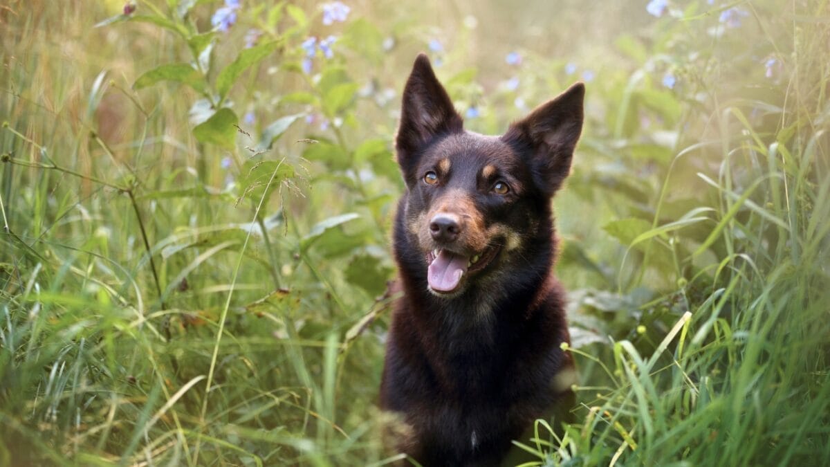10 Rare Dog Breeds Most People Don't Know About 5 10 Rare Dog Breeds Most People Don't Know About - Australian Kelpie ss1094854529