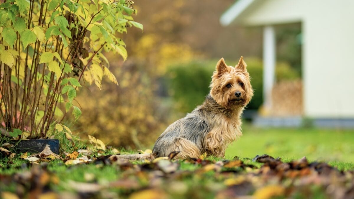 Pet Allergies? No Worries With These Small Dog Breeds That Don't Shed 10 Pet Allergies? No Worries With These Small Dog Breeds That Don't Shed - Australian Terrier ss2333685293
