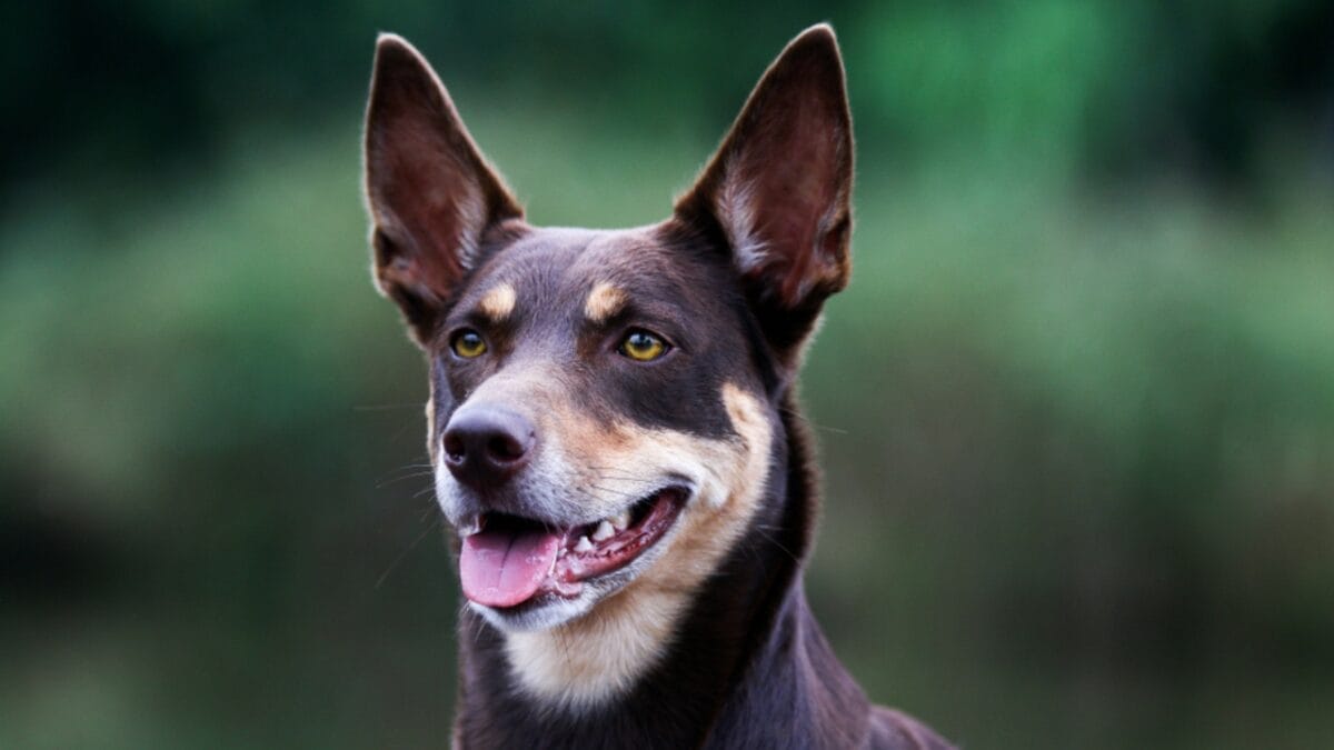 Australia's $20B Dog Obsession: Celebrating 10 Australian Dog Breeds - Australian Kelpie ss1155759124