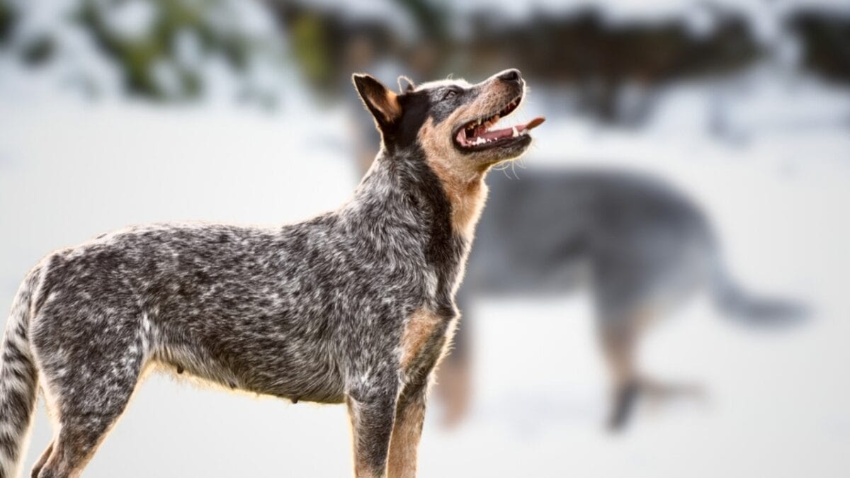 Australia's $20B Dog Obsession: Celebrating 10 Australian Dog Breeds - Australian Stumpy Tail Cattle Dog ss2355948151
