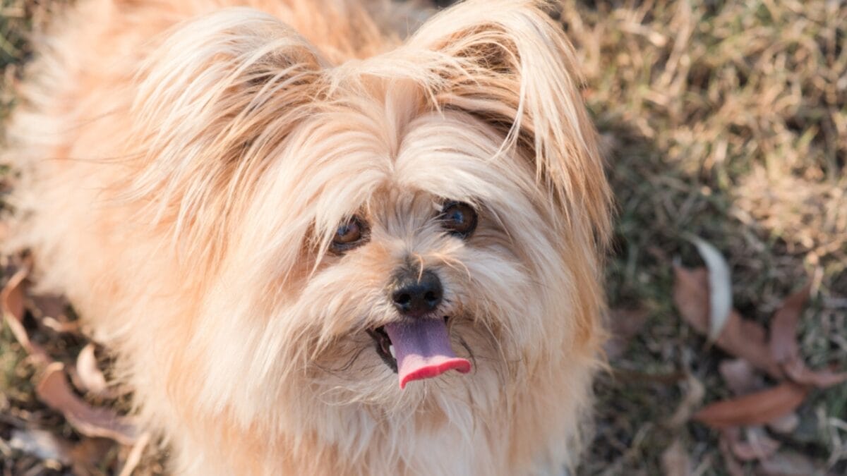 Love Yorkies? Meet 13 Breeds With Similar Charm & Smarts - Australian Terrier ss1525832165