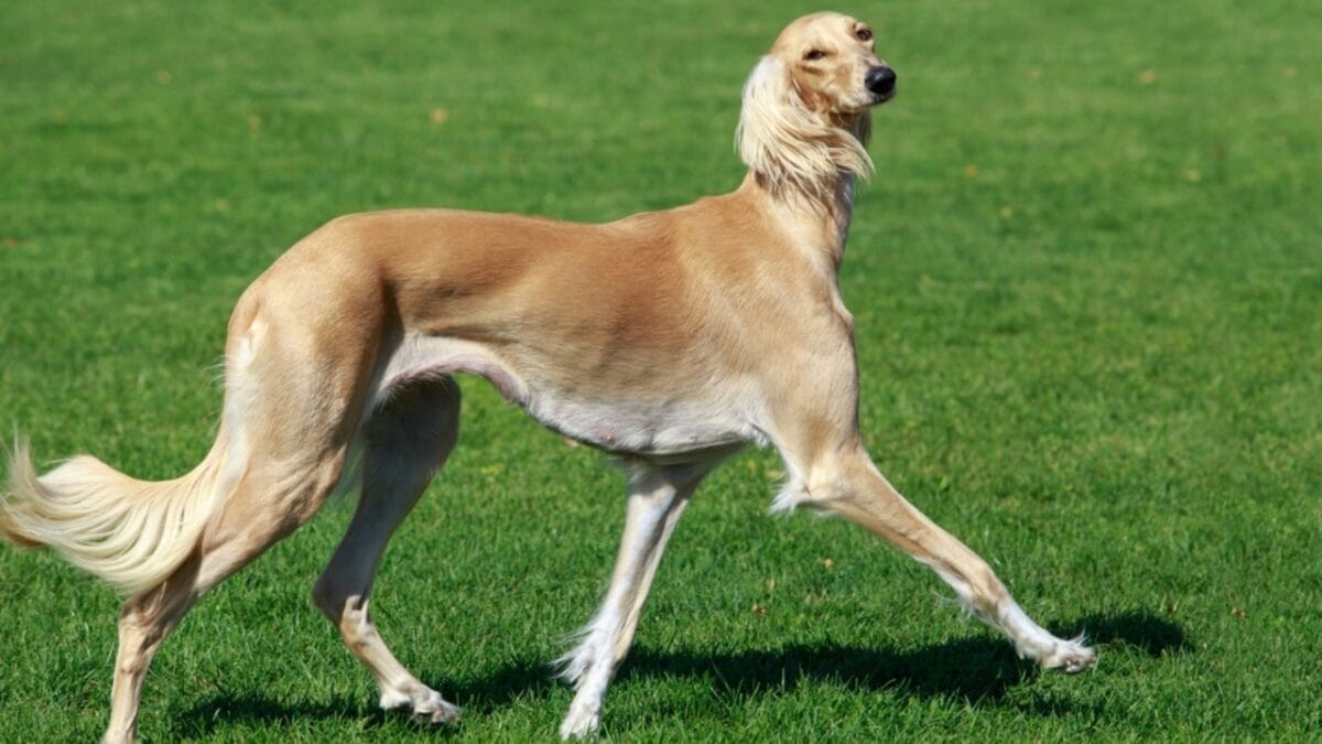 25 Dog Breeds for Those Who Love the Weird & Wonderful - Azawakh dog ss2268439253