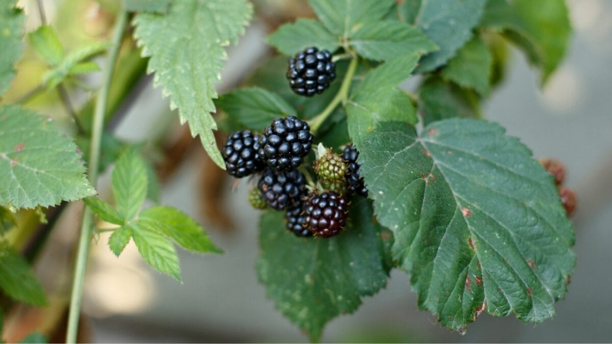 16 Plants You Should Never to Grow Next to Tomatoes 17 16 Plants You Should Never to Grow Next to Tomatoes - BLACKBERRY dp362534814